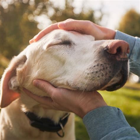 Community Impact - Nevada Humane Society