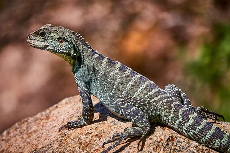 Lizards Of Australia 2 - Steve Lees Photography