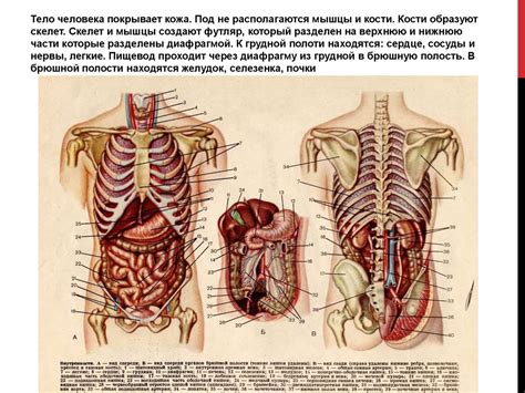 Cтруктура тела. Место человека в живой природе (8 класс) - презентация ...