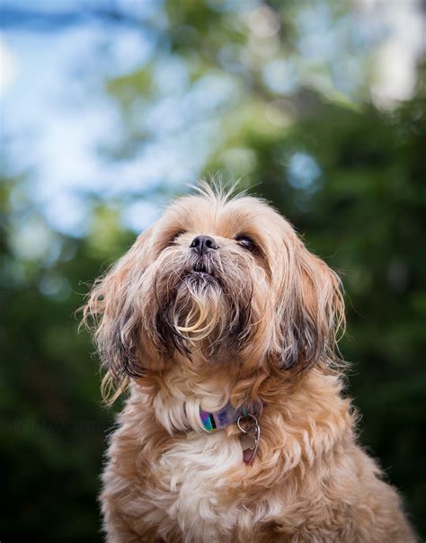 New Dog Photography: Trixie, shih-tzu/terrier mix; Stratford, NJ » Pet