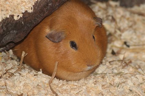 Domestic Guinea Pig - ZooChat