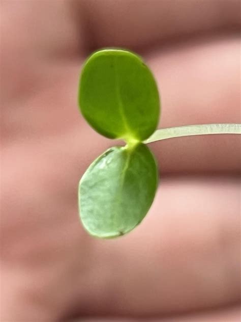 Guys what is my plant?? I was told it was a Chinese money plant. But as