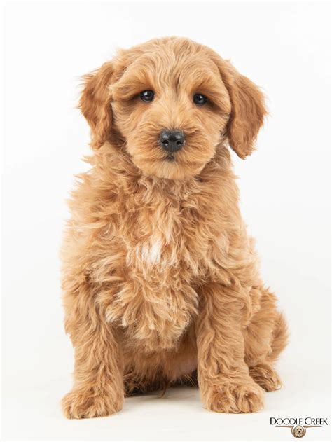 Lindy's F1bb Tiny English Goldendoodles — Doodle Creek