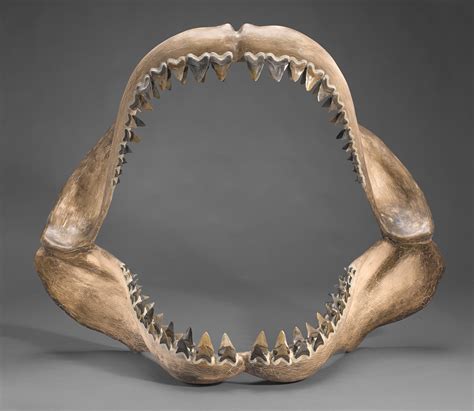 Bonhams : Gigantic Megalodon Teeth in Jaw Reconstruction