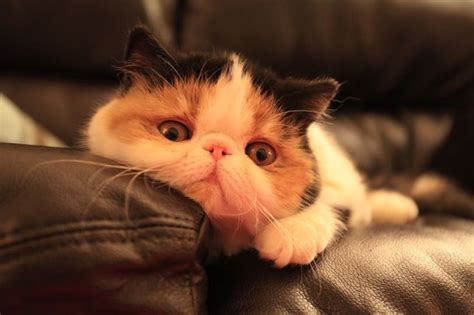 17 Best images about SMOOSHY FACED CATS on Pinterest | Persian, Exotic ...