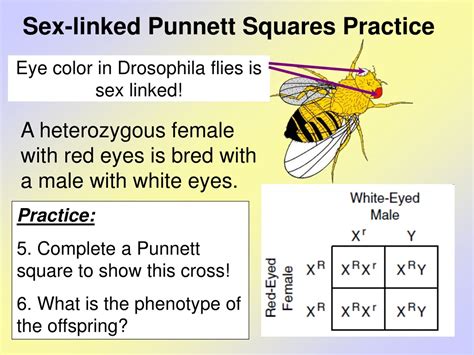 PPT - Sex-Linked Traits PowerPoint Presentation, free download - ID:485642