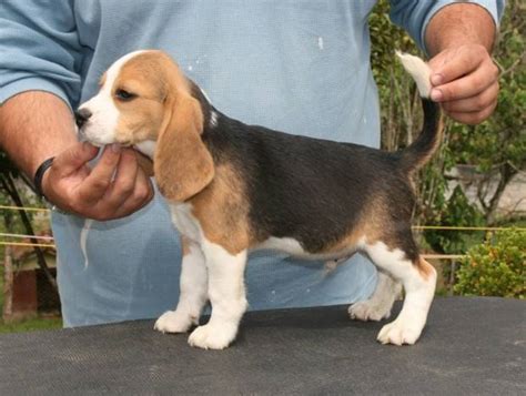 Valor De Um Beagle - Beagle | Tudo Sobre a Raça de Cachorro Beagle