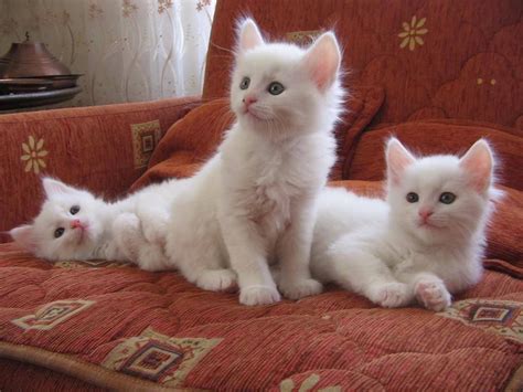 Angora kittens | Cute cats and kittens, Cute cats, Pretty cats