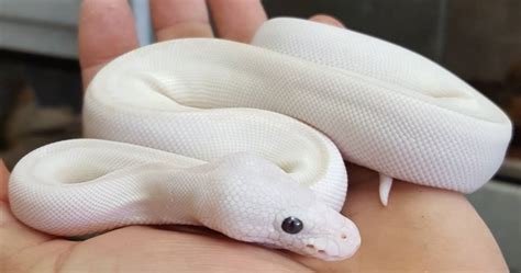 White Python Snake