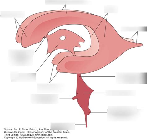 Lateral ventricle Diagram | Quizlet