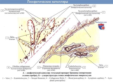 Анатомия: Лимфатические сосуды (лимфоносные сосуды)