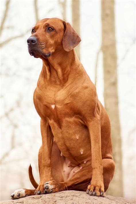 Hungarian Vizsla Colors: A Guide To Standard Vizsla Coat Colors | It's
