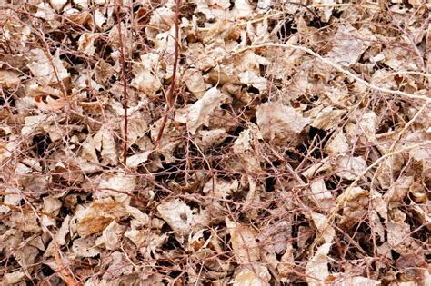 thorny ground stock   royalty  stock