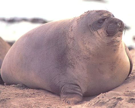 behold  super weaner rseals