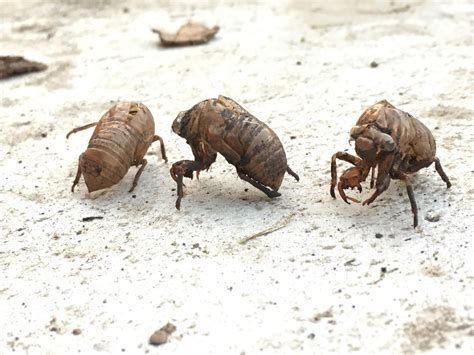 Insects & Bugs - Naomi Sahlstrom
