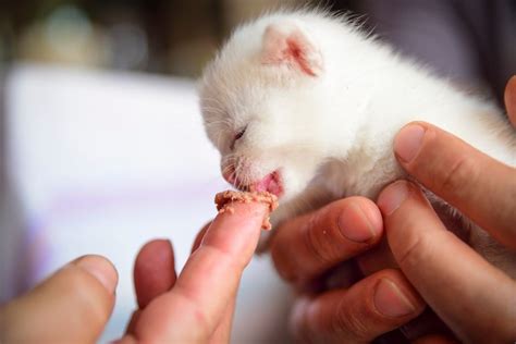 how to care for 4 week old kittens