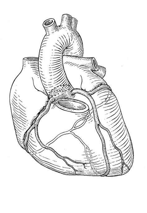 topics  heart anatomy coronary arteries diagram quizlet