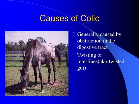 PPT - Colic PowerPoint Presentation, free download - ID:238265