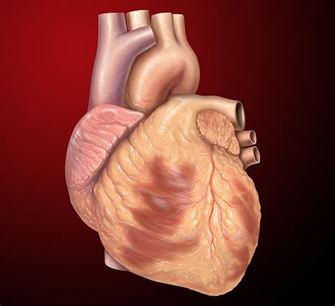 heart  hearth whats  difference main difference