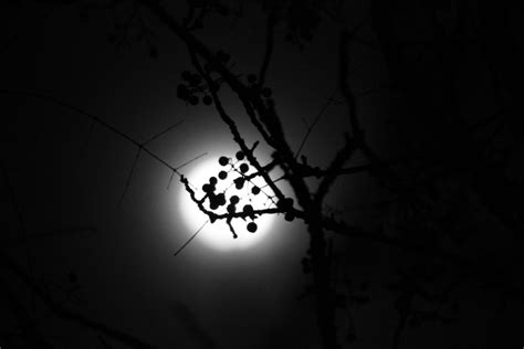 I took a walk: Project Moon #4