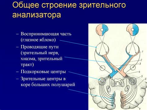 Анатомия глазного яблока и придаточного аппарата - презентация онлайн