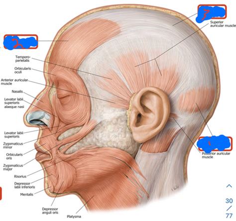 Facial Muscles + Muscles of Mastication+ Eye+ Vasculature Anatomy E2 ...