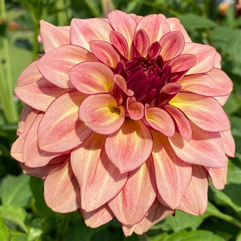 kas mocha katie dahlia dane flower farm