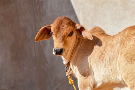 gau mata     revered  india dharmic verses