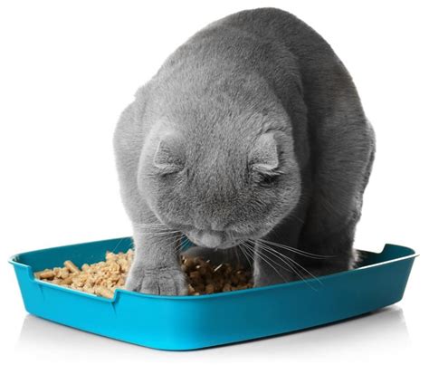 Кровь в кале у кота, кошки, котенка: почему какает кровью и что делать