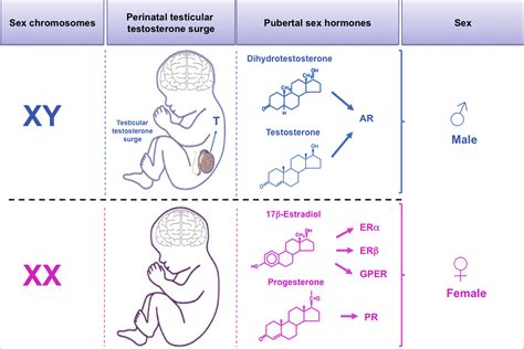 A Guide for the Design of Pre-clinical Studies on Sex Differences in