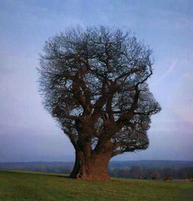 25 Most Astonishing and Unique Trees of the World