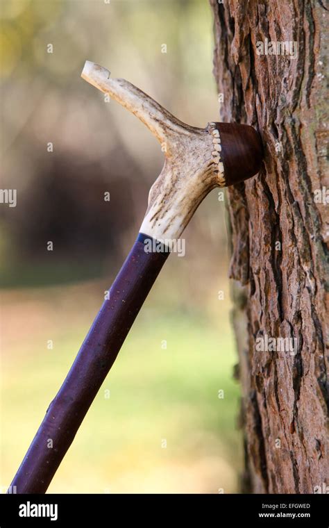 Traditional handcrafted wooden shepherds crook with whistle in deer ...