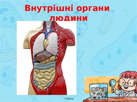 Людина. Організм людини./* Пізнання функцій та можливостей людського тіла