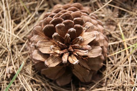 Шишка (Много фото) - treepics.ru