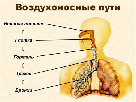 Дыхание. Что представляет собой процесс дыхания - презентация онлайн