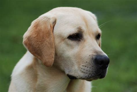 Miandor Labrador Retrievers - Home
