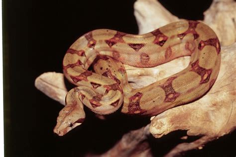 Honduran Boa - boa-subspecies.com