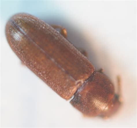 Powder Post Beetle Walnut at Sara Gardner blog