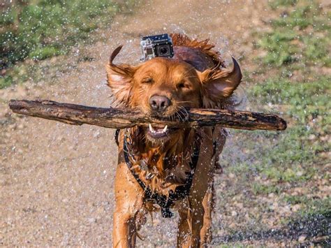 Red Golden Retriever: The Complete Guide (Puppies, Price, Differences ...