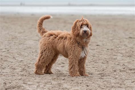 Australian Labradoodle Dog Breed Info, Pictures, Facts & FAQs