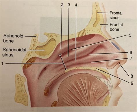 nasal structures  nasal cavity sagittal section diagram quizlet