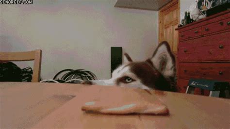 Dog GIF by Cheezburger - Find & Share on GIPHY