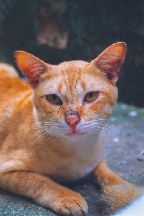 Cat Photo Photos, Download The BEST Free Cat Photo Stock Photos & HD Images