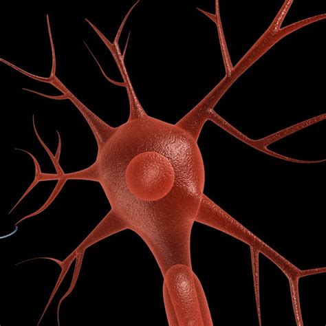 3d neuron model