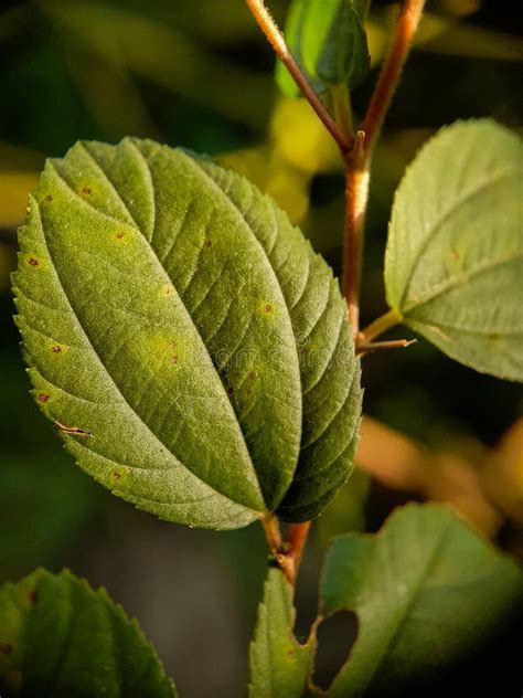close  image   bidara leaves stock image image  close