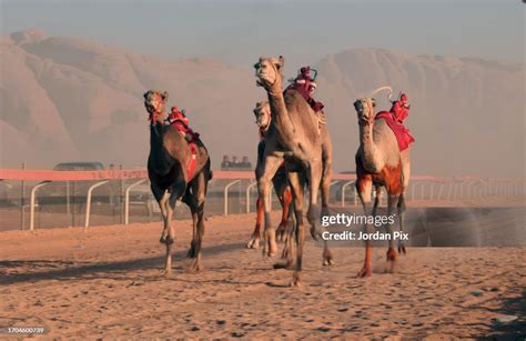 remotely operated jockeys        camels