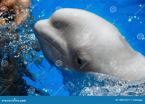beluga whale white whale  water stock image image  narwhal