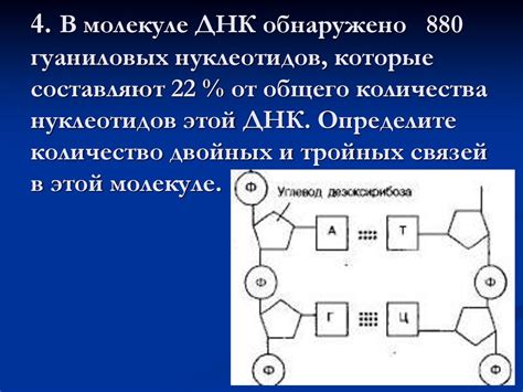 Нуклеиновые кислоты. 9 класс - презентация онлайн