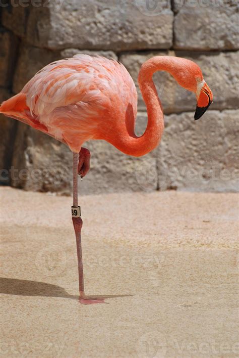 American Flamingo on One Leg 11899209 Stock Photo at Vecteezy