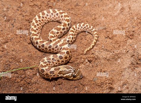 Western hognose snake, Heterodon nasicus nasicus, trasero fanged ...